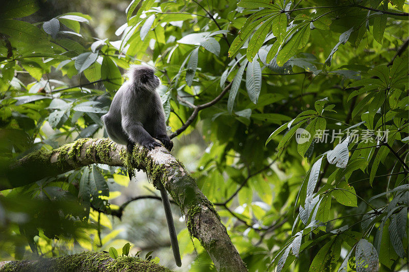 动物:成年黑叶猴(Trachypithecus obscurus)，又称眼镜叶猴，或眼镜叶猴。